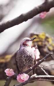 Preview wallpaper bird, flower, flowering, tree