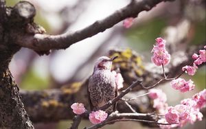 Preview wallpaper bird, flower, flowering, tree