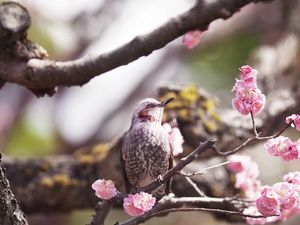 Preview wallpaper bird, flower, flowering, tree