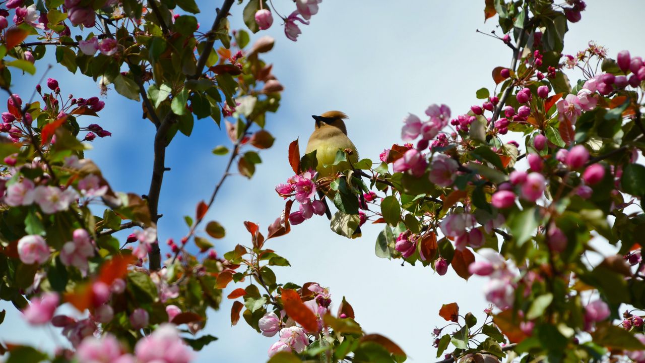 Wallpaper bird, flowers, branch, flowering