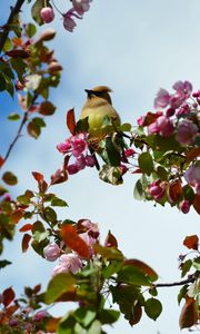 Preview wallpaper bird, flowers, branch, flowering