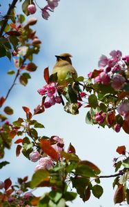Preview wallpaper bird, flowers, branch, flowering