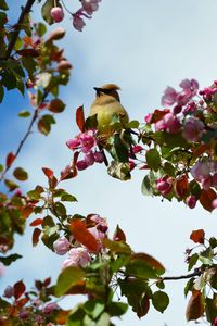 Preview wallpaper bird, flowers, branch, flowering