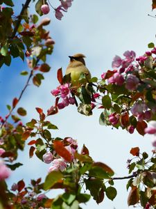 Preview wallpaper bird, flowers, branch, flowering