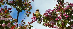 Preview wallpaper bird, flowers, branch, flowering