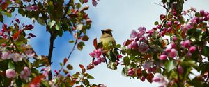 Preview wallpaper bird, flowers, branch, flowering