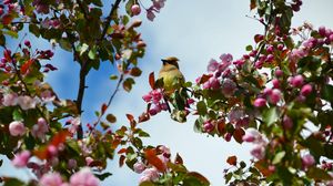 Preview wallpaper bird, flowers, branch, flowering