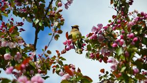 Preview wallpaper bird, flowers, branch, flowering