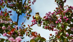 Preview wallpaper bird, flowers, branch, flowering