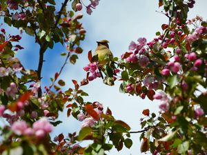 Preview wallpaper bird, flowers, branch, flowering