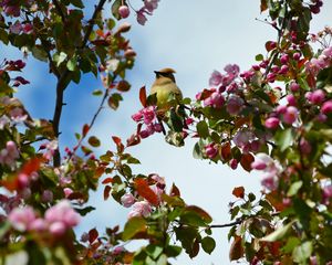 Preview wallpaper bird, flowers, branch, flowering