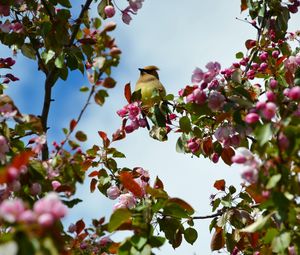 Preview wallpaper bird, flowers, branch, flowering