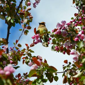 Preview wallpaper bird, flowers, branch, flowering