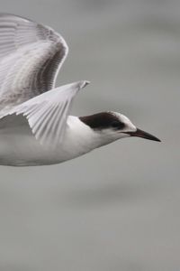 Preview wallpaper bird, flying, beak