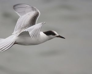 Preview wallpaper bird, flying, beak