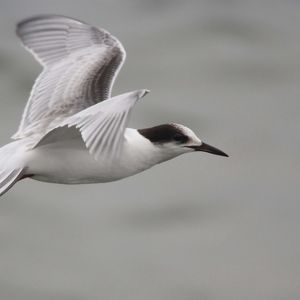 Preview wallpaper bird, flying, beak