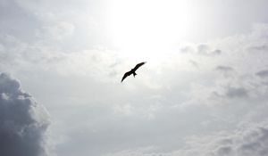 Preview wallpaper bird, flying, clouds, sky