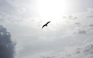 Preview wallpaper bird, flying, clouds, sky