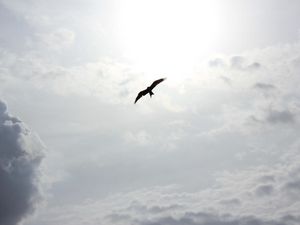 Preview wallpaper bird, flying, clouds, sky