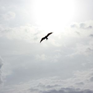 Preview wallpaper bird, flying, clouds, sky