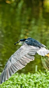 Preview wallpaper bird, flying, grass