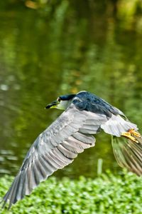 Preview wallpaper bird, flying, grass