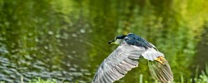 Preview wallpaper bird, flying, grass