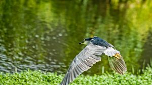 Preview wallpaper bird, flying, grass