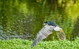 Preview wallpaper bird, flying, grass