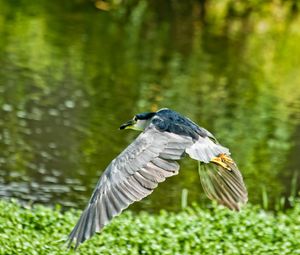 Preview wallpaper bird, flying, grass