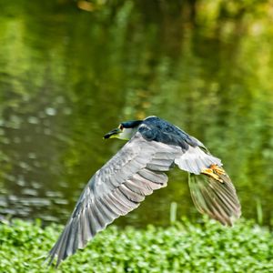 Preview wallpaper bird, flying, grass