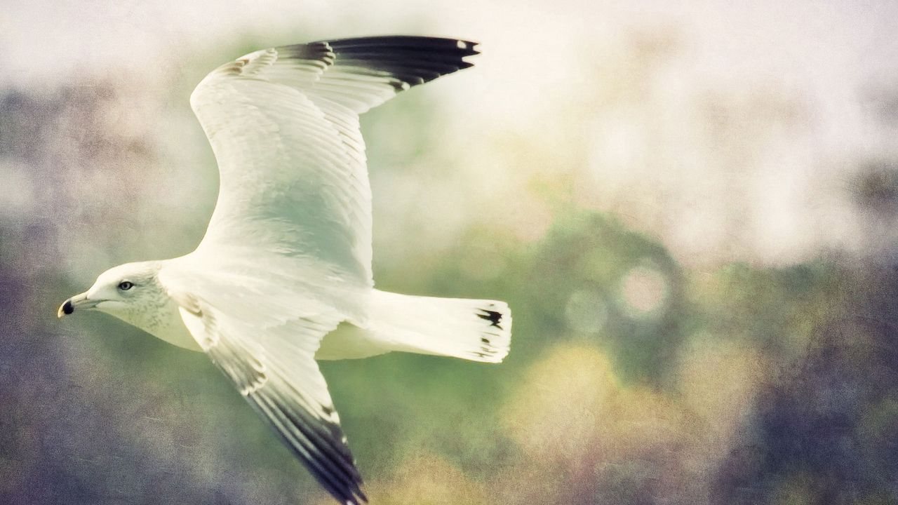 Wallpaper bird, flying, gull, blurred background, wings