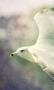 Preview wallpaper bird, flying, gull, blurred background, wings