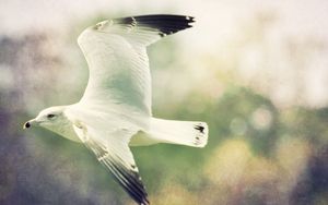 Preview wallpaper bird, flying, gull, blurred background, wings