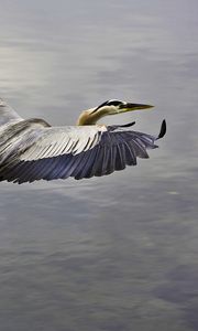 Preview wallpaper bird, flying, sky, water, take off