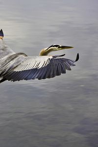 Preview wallpaper bird, flying, sky, water, take off