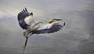 Preview wallpaper bird, flying, sky, water, take off