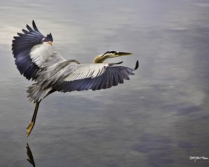 Preview wallpaper bird, flying, sky, water, take off