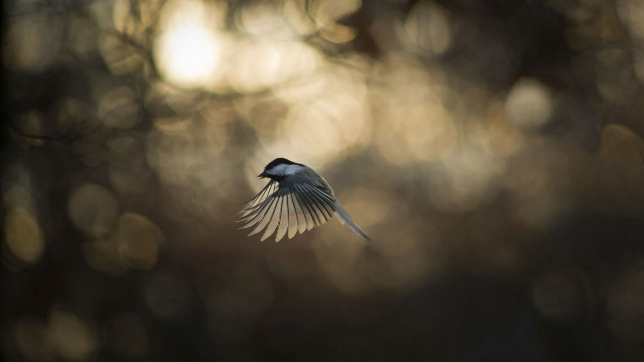 Wallpaper bird, glare, wings, flap