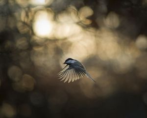 Preview wallpaper bird, glare, wings, flap