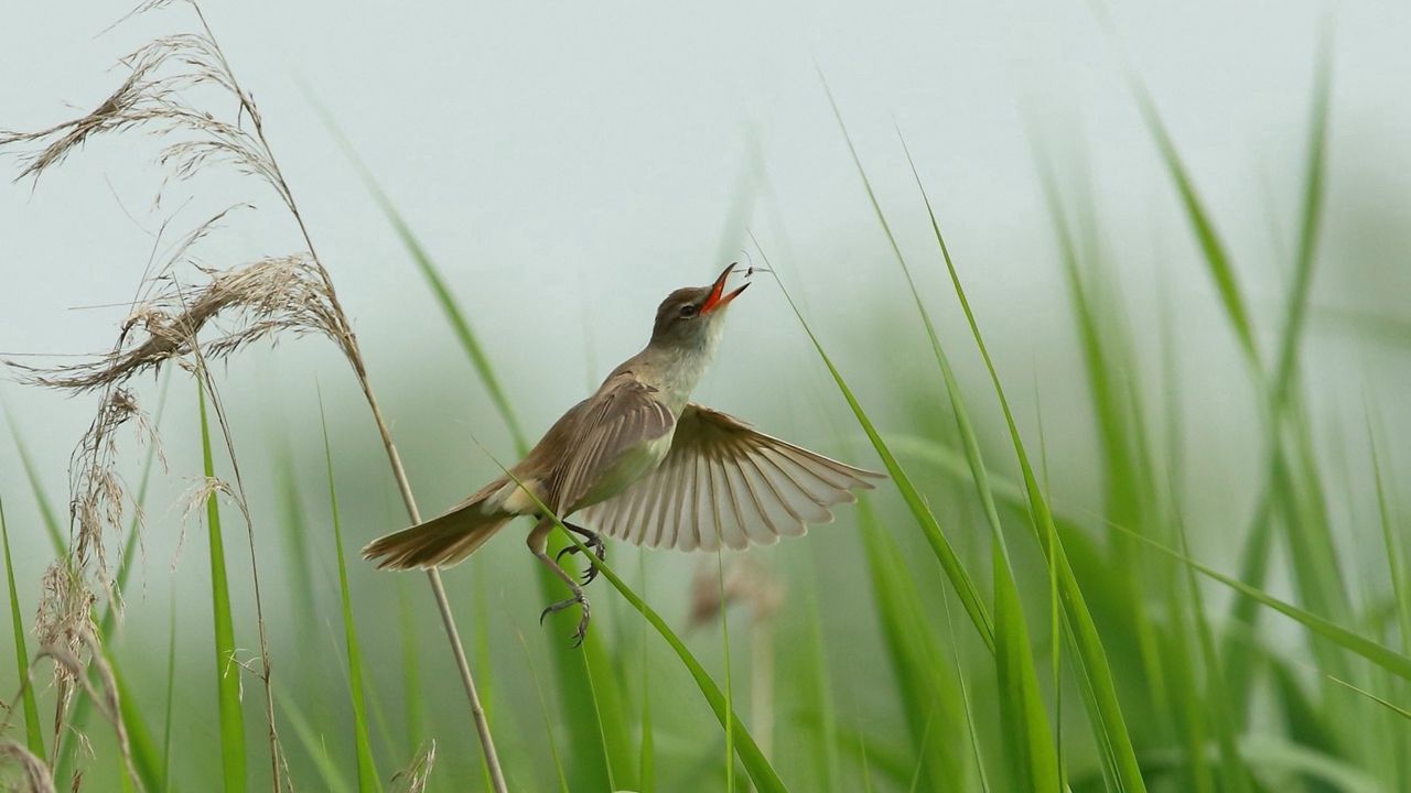 Wallpaper bird, grass, flying