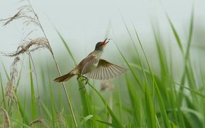 Preview wallpaper bird, grass, flying