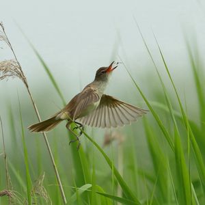 Preview wallpaper bird, grass, flying