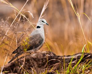 Preview wallpaper bird, grass, rocks