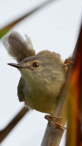 Preview wallpaper bird, grass, twig, stick