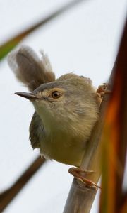 Preview wallpaper bird, grass, twig, stick