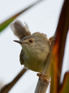 Preview wallpaper bird, grass, twig, stick