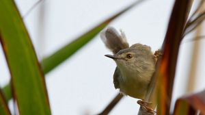 Preview wallpaper bird, grass, twig, stick