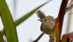 Preview wallpaper bird, grass, twig, stick