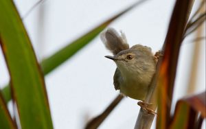 Preview wallpaper bird, grass, twig, stick